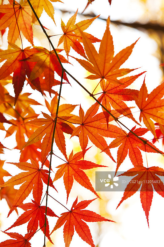 首尔的秋景图片素材
