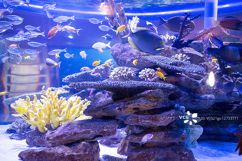 鱼在一个有珊瑚和石头的鱼缸里游泳图片素材