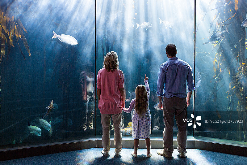 年轻女子和她的父母指着鱼缸里的一条鱼图片素材