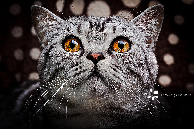 一只有灰色条纹和明亮黄色眼睛的猫。图片素材