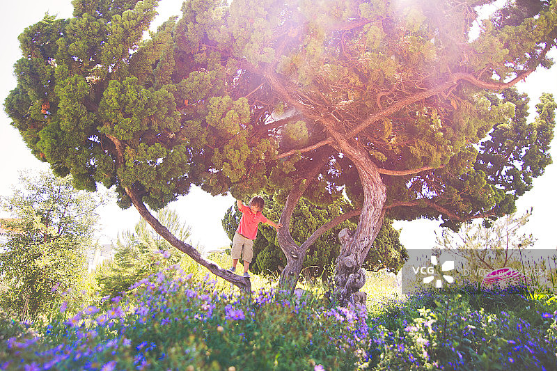 小男孩(6-7岁)爬在树上，洛杉矶，加利福尼亚州，美国图片素材