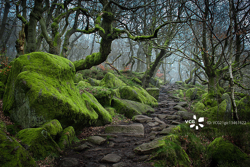 一条穿过长满苔藓的森林的岩石小路。图片素材