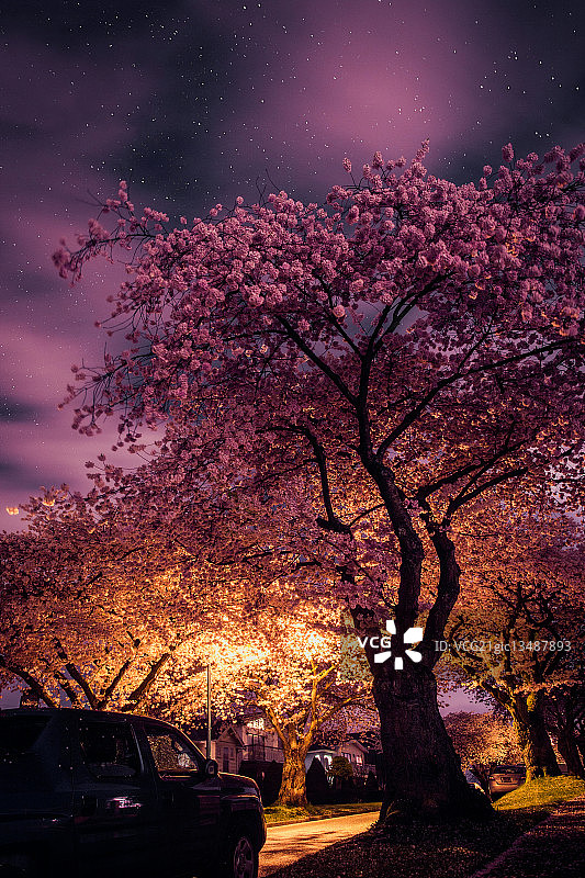 日落时的樱桃树，加拿大温哥华图片素材