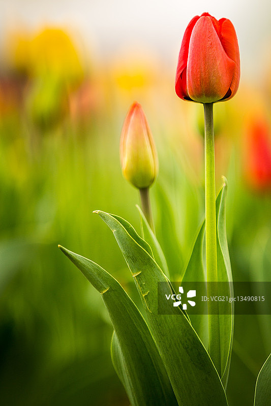 田间的郁金香(tulipa)图片素材