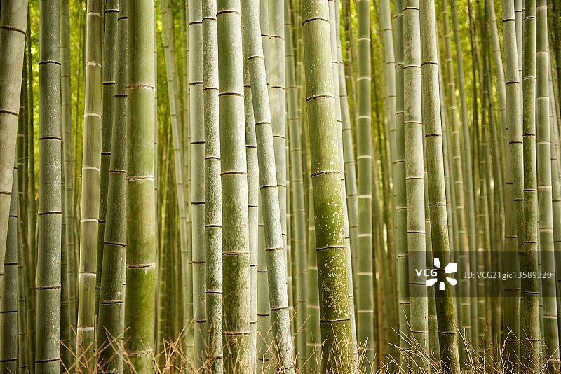 Arashiyama竹林图片素材