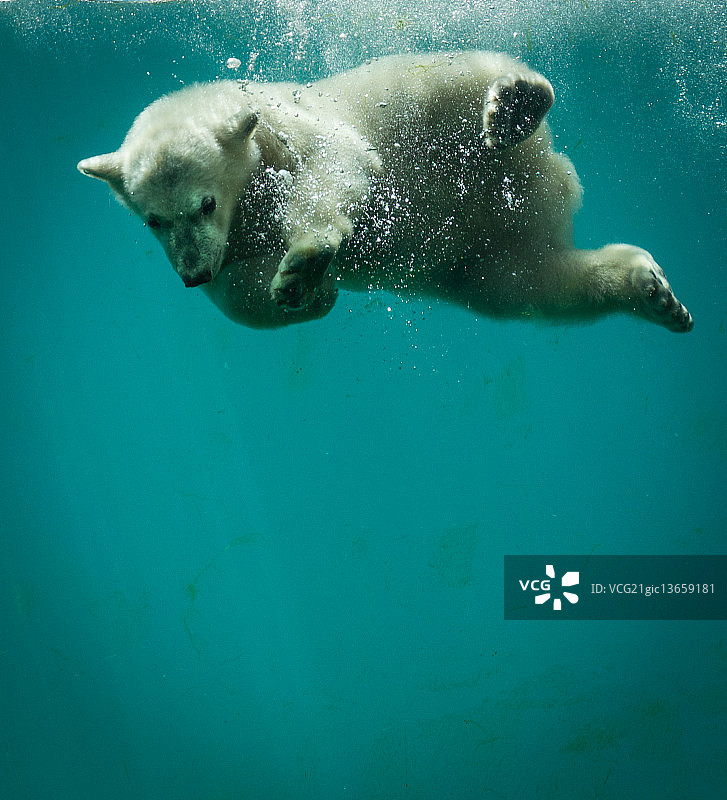 年轻的北极熊在寒冷的蓝色中潜水。图片素材