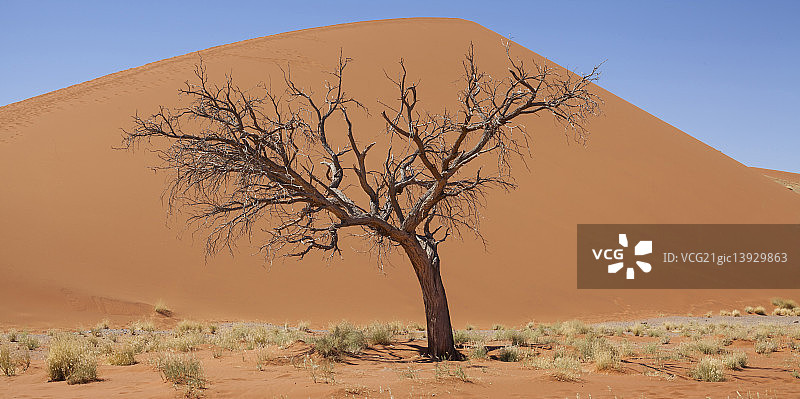 光秃秃的树，干燥的草和沙丘在阳光充足的沙漠图片素材
