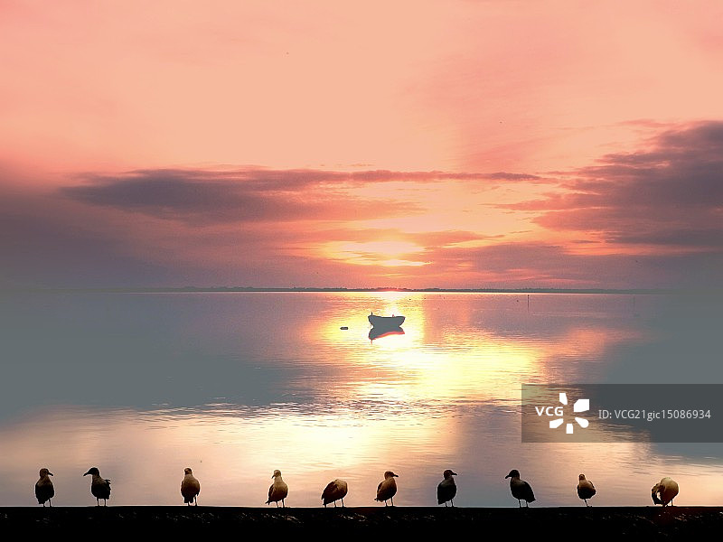 海鸥——欣赏日落图片素材