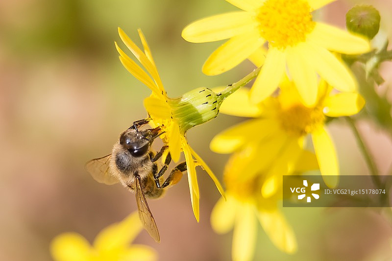 蜜蜂采集花蜜图片素材