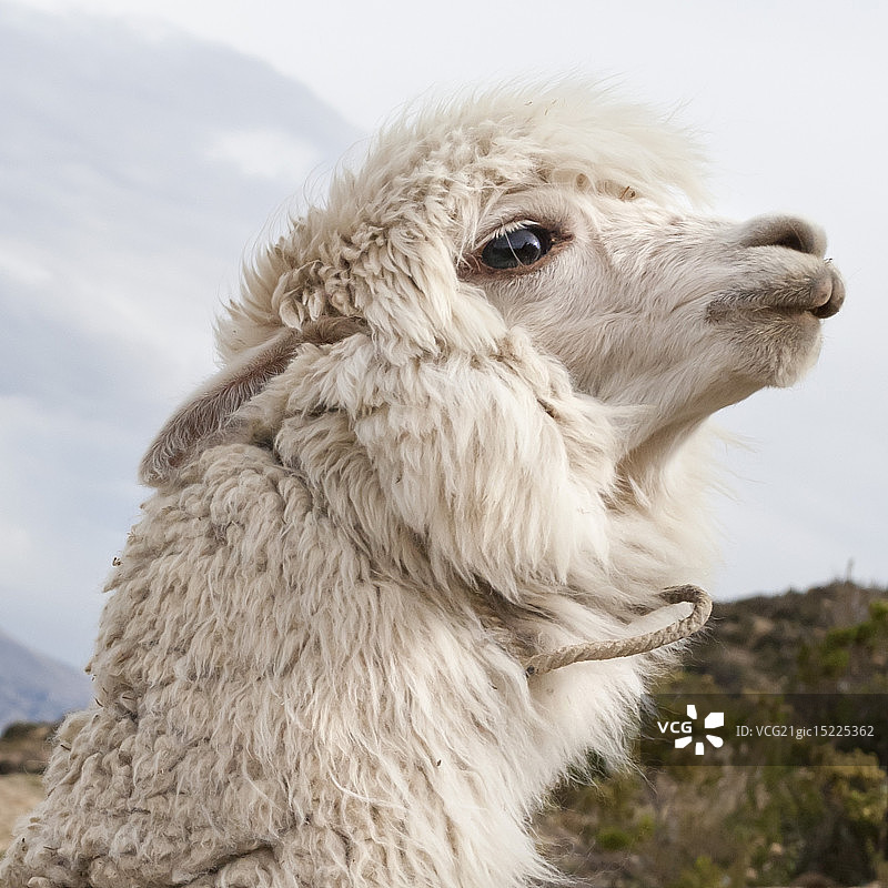 大羊驼，太阳群岛，玻利维亚图片素材