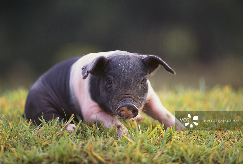 草地上的汉普郡猪图片素材