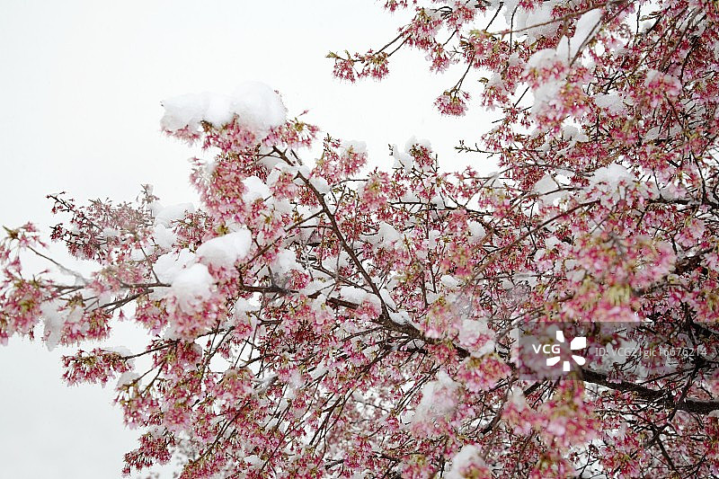 樱花覆盖着白雪图片素材