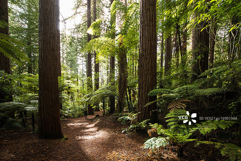 新西兰红树林 redwood图片素材