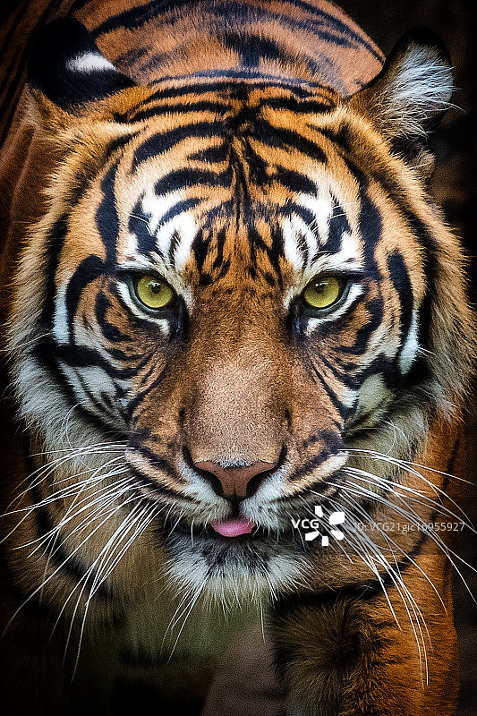 老虎,布拉格动物园图片素材