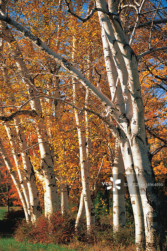 秋天的桦树图片素材
