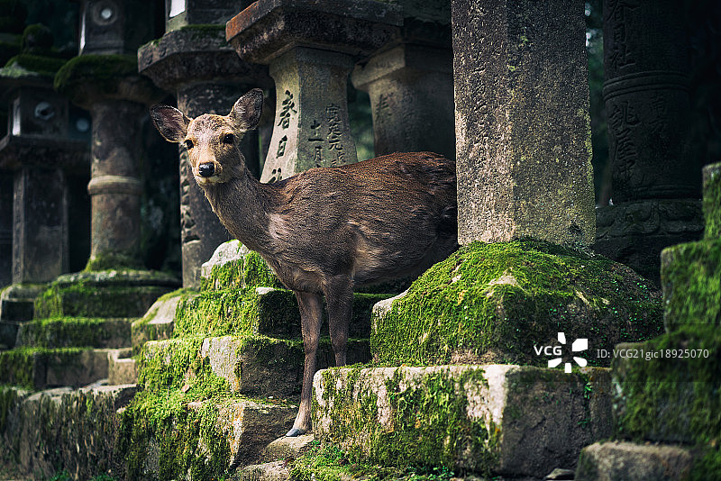 奈良公园的小鹿图片素材