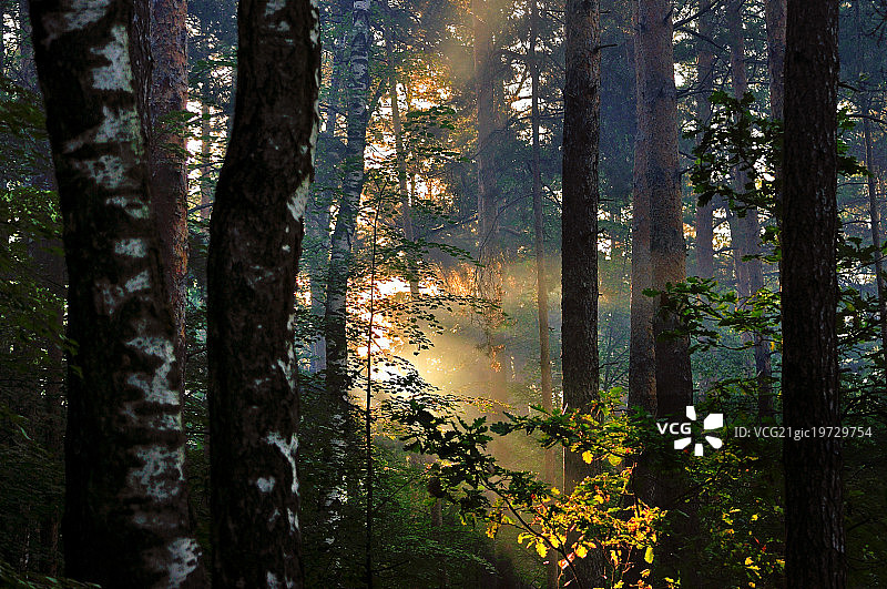 森林中的黎明图片素材