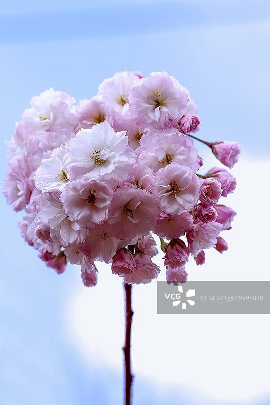 春天迎风盛开的粉白色梨花图片素材