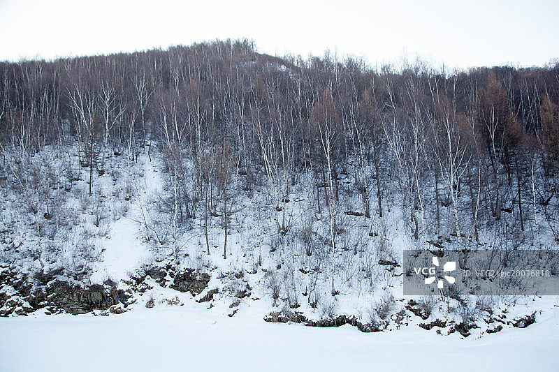 雪中的白桦林图片素材