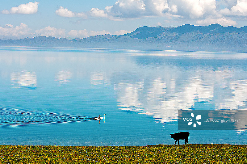 新疆赛里木湖天鹅风光图片素材