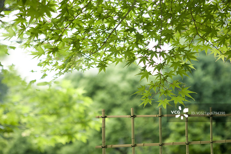 绿色的枫叶和竹栅栏图片素材