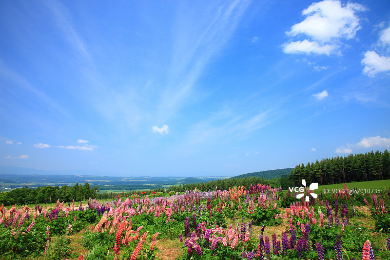北海道富野的草原和蓝天白云图片素材