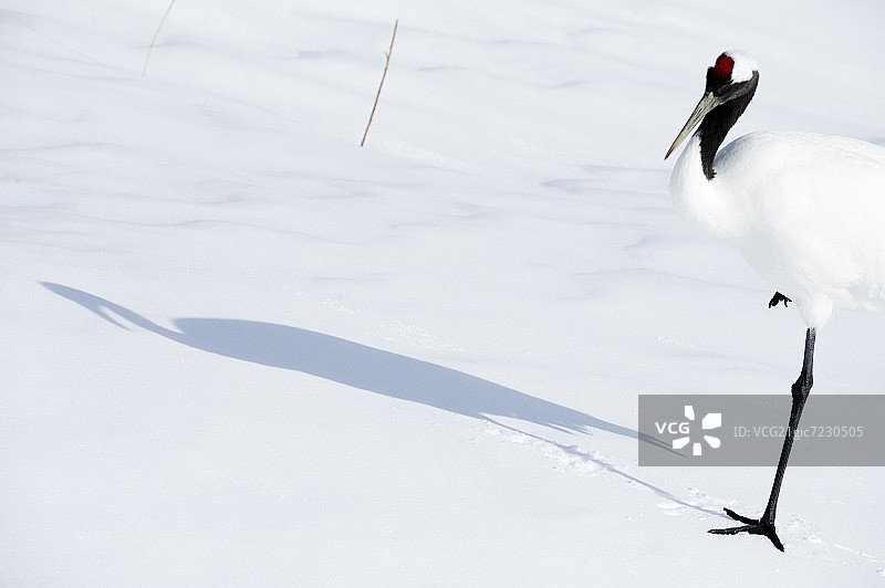 日本鹤站在雪地里图片素材