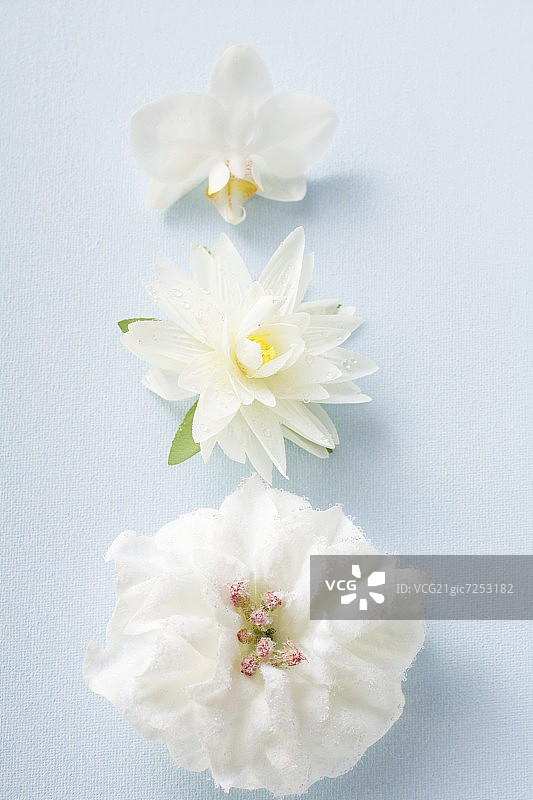 三种不同的白花图片素材
