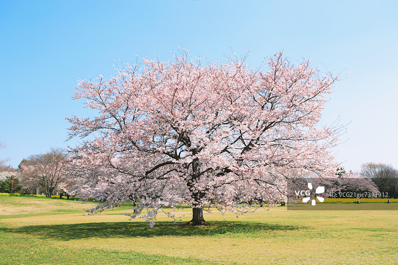 樱桃树草坪，蓝天图片素材
