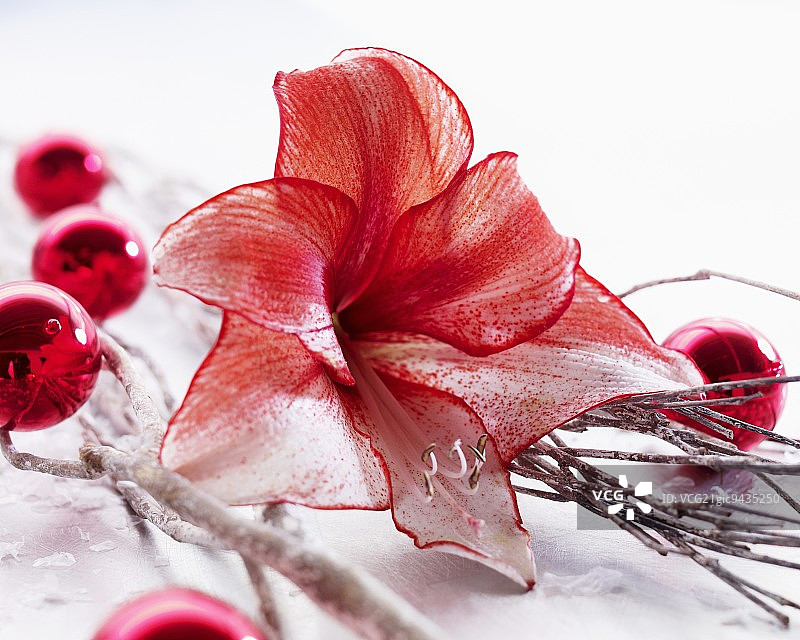 有魅力的孤挺花和圣诞装饰物图片素材