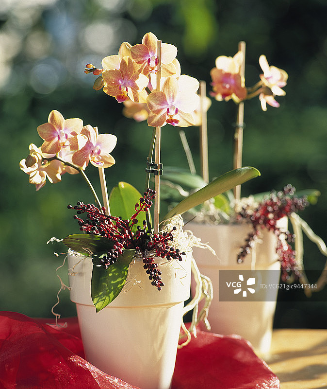 装饰花盆里的兰花和浆果图片素材