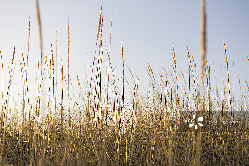 华盛顿州海岸长滩半岛上的海草。图片素材