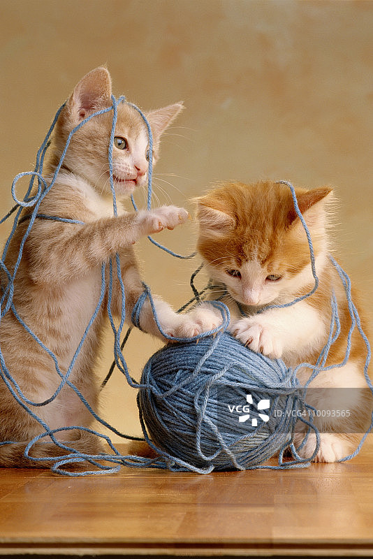 两只小猫用纱线图片素材