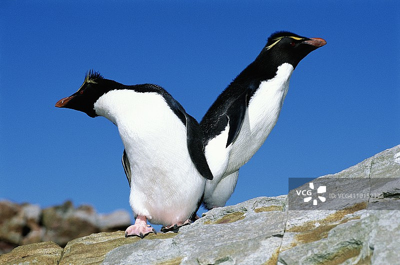 跳岩企鹅，福克兰岛图片素材