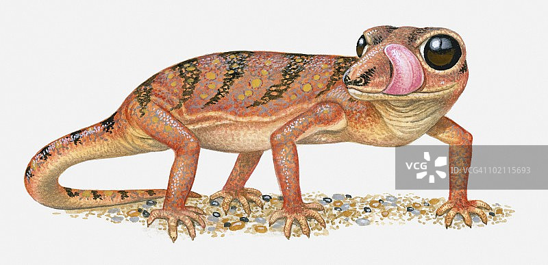马达加斯加地壁虎伸着舌头站着的插图图片素材