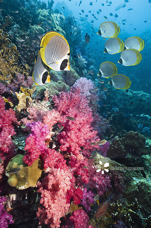 珊瑚礁鱼图片素材