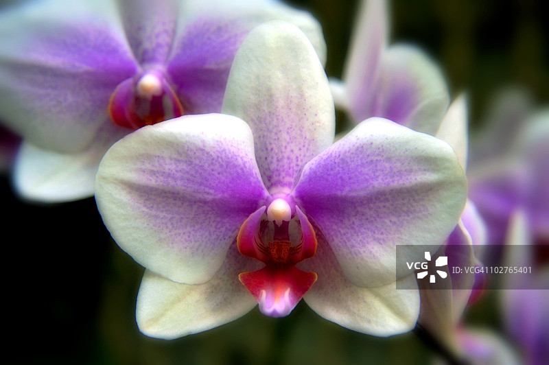 紫蛾兰花的特写图片素材