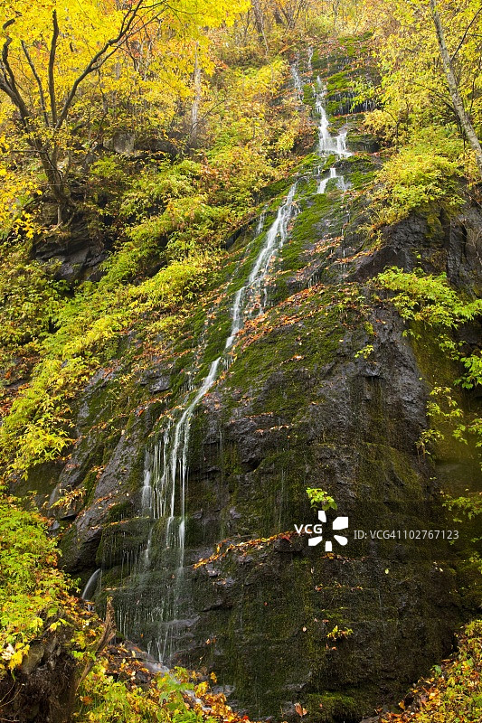 秋天的Oirase河。日本青森县和田图片素材