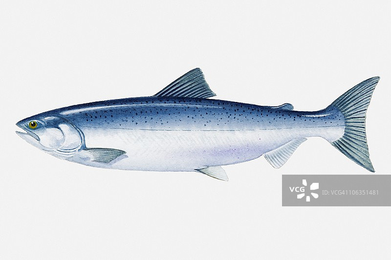 北太平洋红鲑鱼图解图片素材