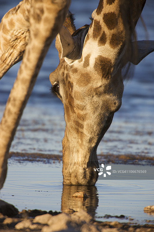 长颈鹿(长颈鹿Camelopardalis)在水坑喝水，Etosha国家公园，纳米比亚图片素材