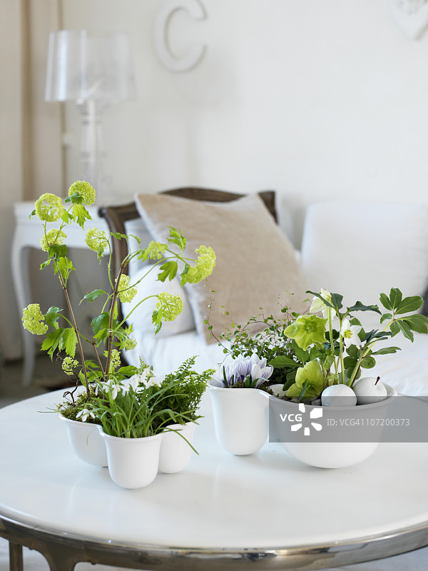 客厅桌子上的盆栽植物图片素材