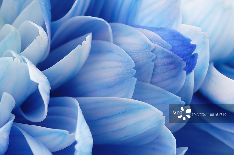 蓝色花瓣的特写图片素材