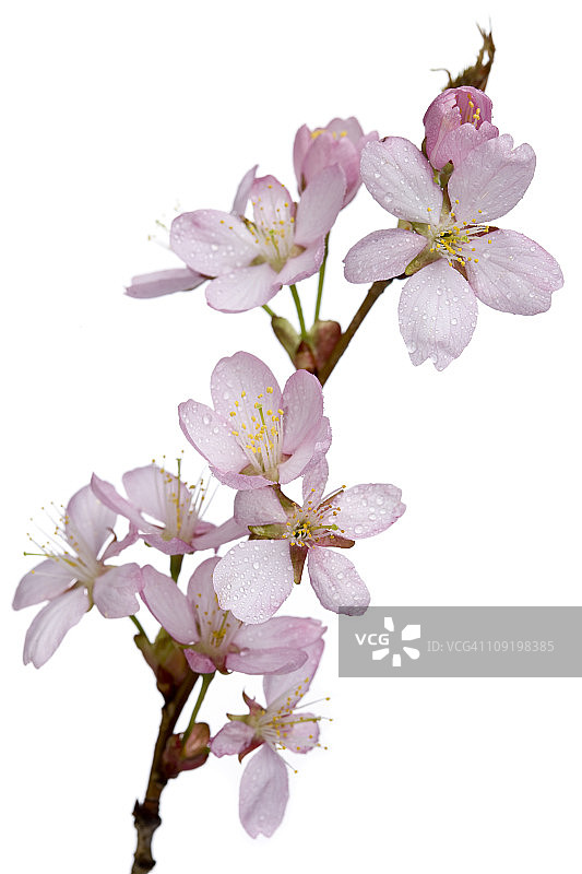 带花的樱花(Prunus sargentii)图片素材