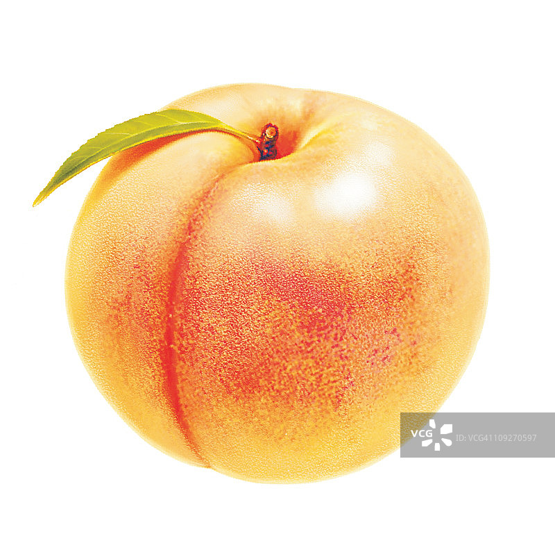 桃子的插图图片素材