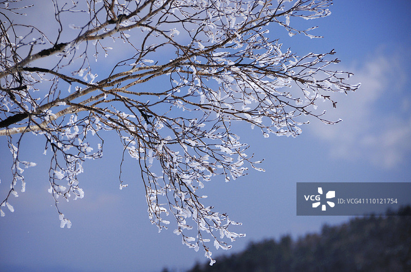 树冰冻的冰雪冬天图片素材