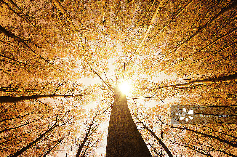 高树环绕，低角度拍摄-秋季图片素材
