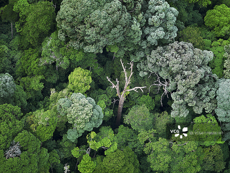 马来西亚南部森林中的一棵枯树图片素材