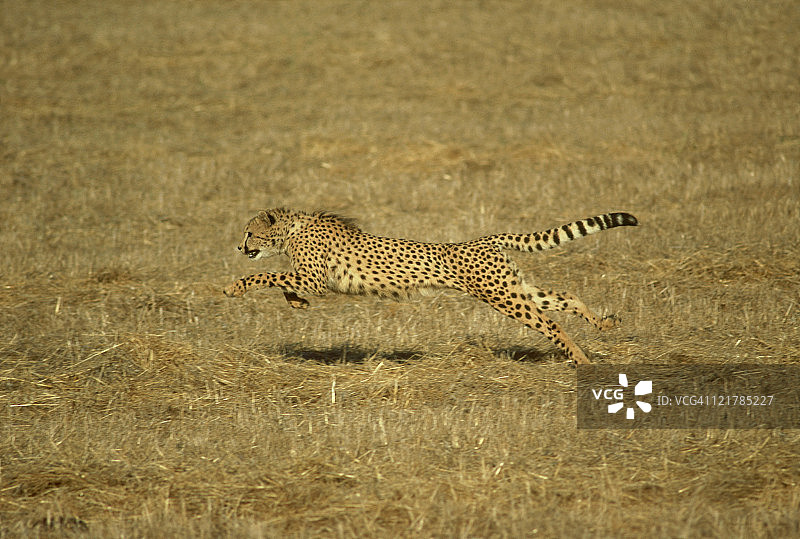 印度豹:奔跑中的印度豹图片素材