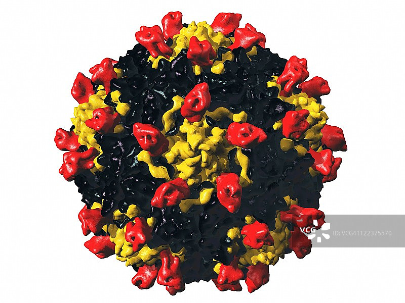 柯萨奇B3病毒颗粒图片素材