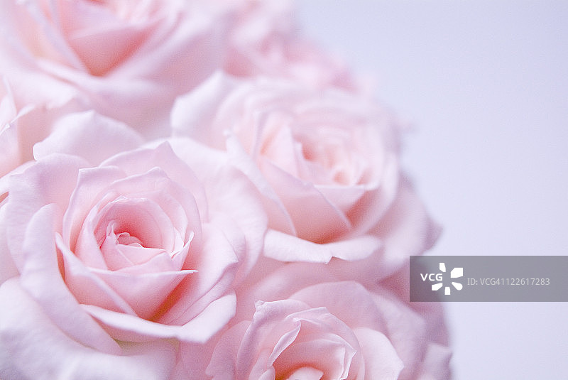 粉色的玫瑰图片素材